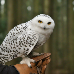 Profile photo of Hedwig